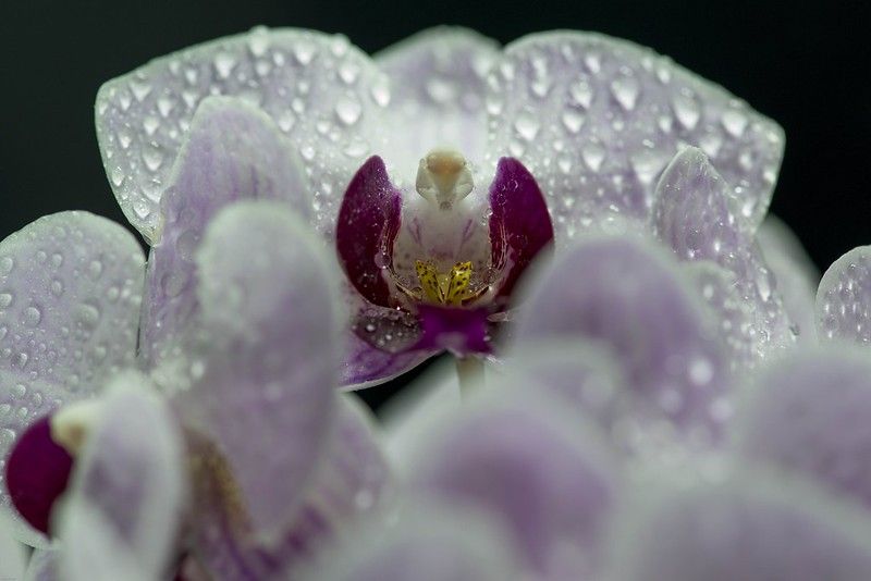 orquidea-riego-agua