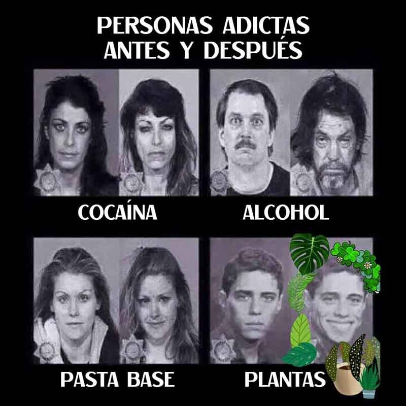 meme-adictos-plantas