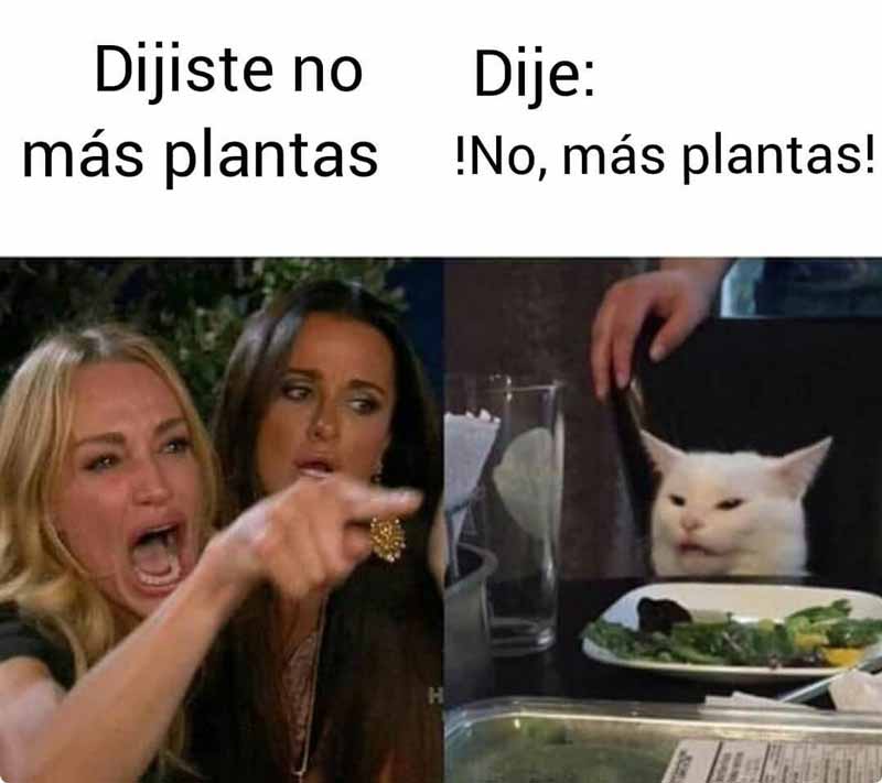 meme-gato-mas-plantas
