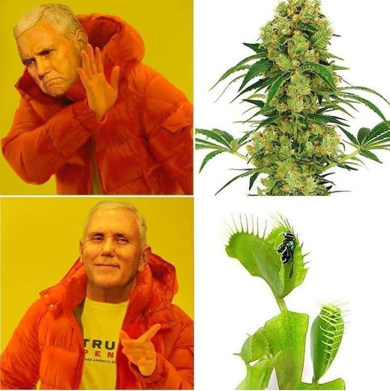 meme-marihuana-venus-atrapamoscas