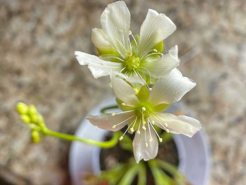 flor-dionaea-muscipula